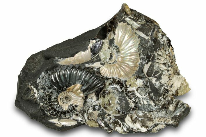 Iridescent Ammonite (Deshayesites & Aconeceras) Cluster #301317